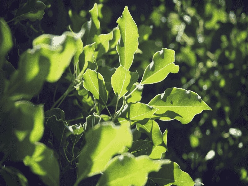 福康孕试管(试管龟龄集)